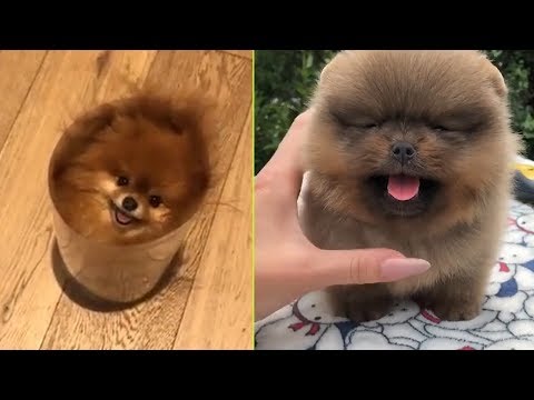 迷你博美犬-有趣和可爱的博美犬视频#6 - cutevn animals
